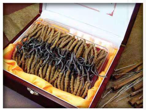 张家口冬虫夏草回收